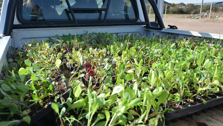 Las bandejas hortícolas llegan a Cortaderas y los frutales y aromáticas a nuevos beneficiarios de la ciudad de San Luis