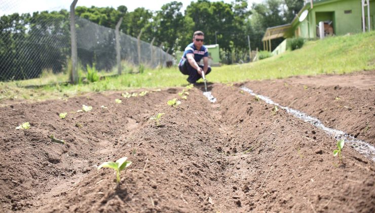 “Una familia, una huerta”: indicaciones de cómo plantar correctamente las semillas