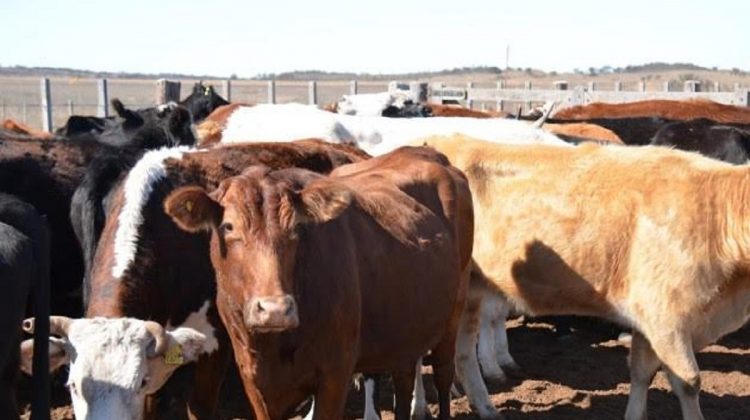 La última etapa del Plan Toros llegará a 2 mil productores de cuatro departamentos