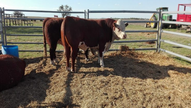 Plan Toros: un salto de calidad para pequeños y medianos productores