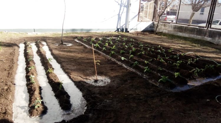 Las huertas siguen creciendo en las escuelas de San Luis