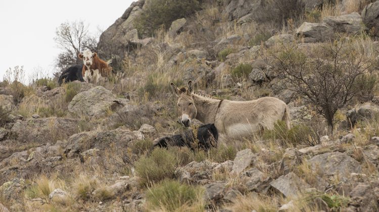 Miércoles y jueves con descenso de las térmicas y vientos fríos e intensos