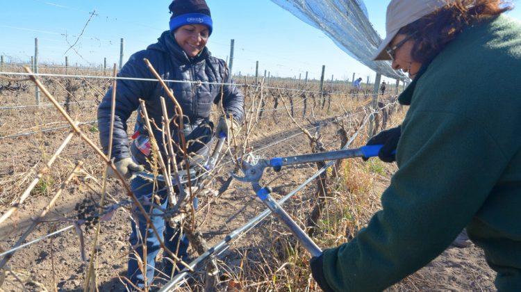 Las mujeres son las preferidas para podar los delicados viñedos en Sol Puntano