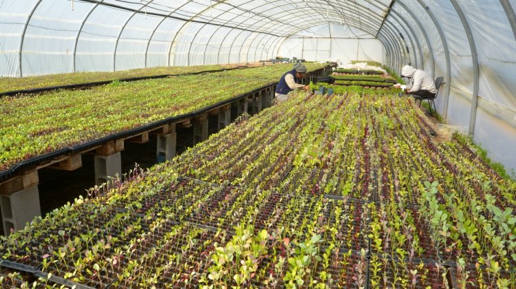 “Sol Puntano” inicia la producción de plantines de hortalizas para primavera y verano