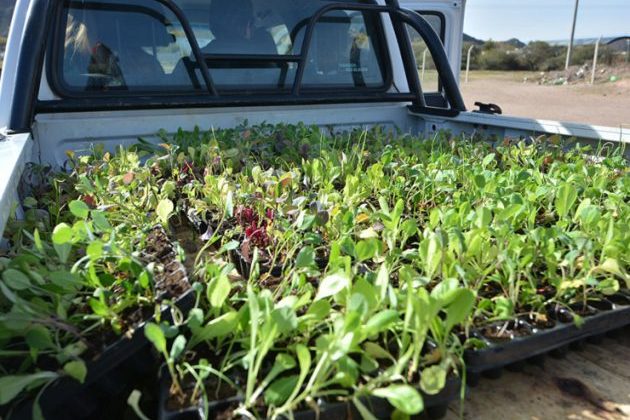 Las bandejas hortícolas llegan a Fraga