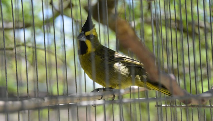 Las 42 aves rescatadas comienzan su período de rehabilitación