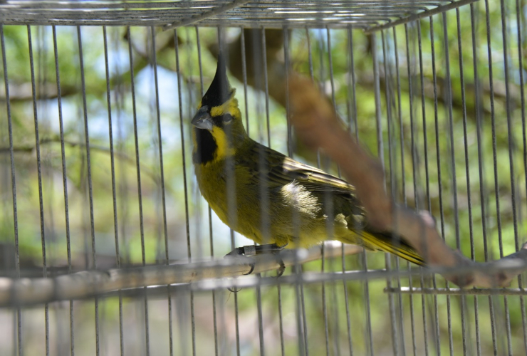 Las aves iniciaron su recuperación en el Centro de Conservación de Vida SIlvestre de La Florida para volver a volar en libertad.