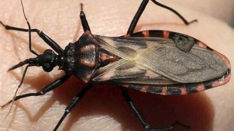 Día Nacional por una Argentina sin Chagas