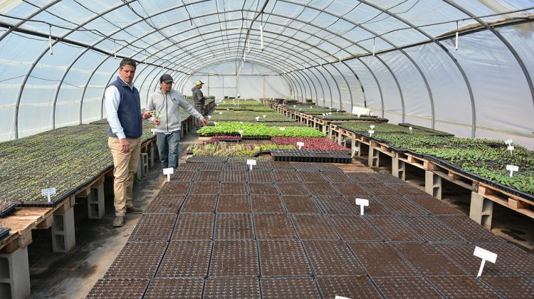 Ya están en plena producción las bandejas hortícolas para la temporada primavera-verano