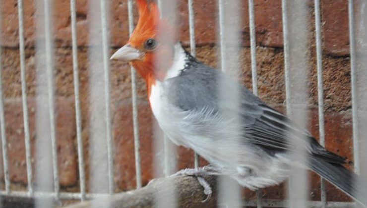 Rescataron 67 aves que sufrían tráfico ilegal en Luján