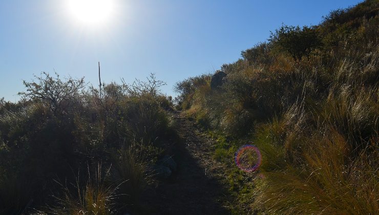 Realizan acciones de control y manejo de vegetación exótica en la Reserva Natural Mogote Bayo