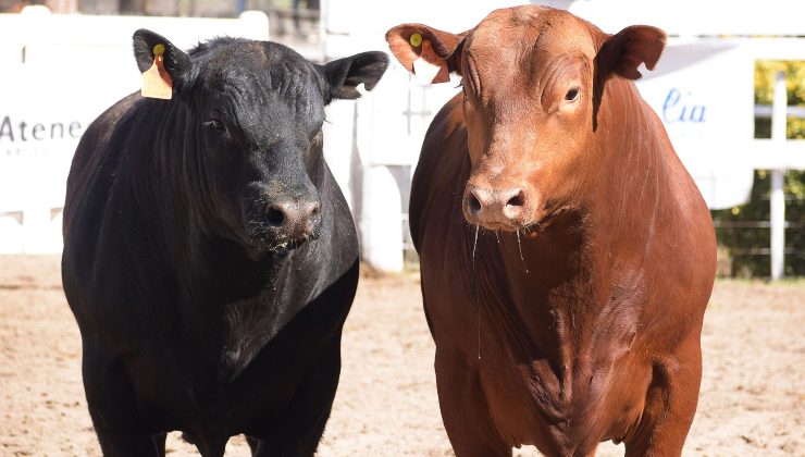 El Ministerio de Producción compró reproductores a una cabaña de Naschel para el Plan Toros