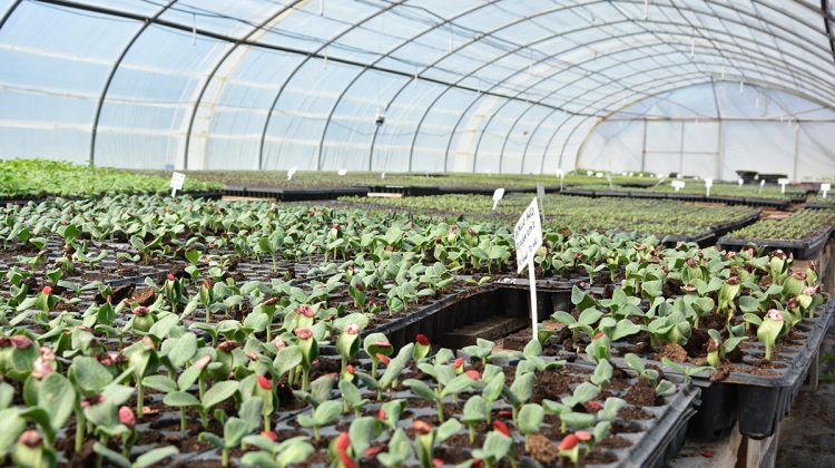 Con los plantines de la temporada primavera- verano, el 15 de octubre se retoma la entrega de las bandejas hortícolas