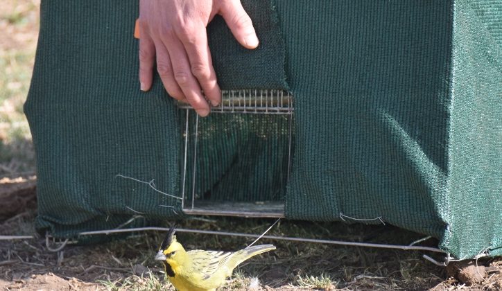 El Gobierno de San Luis liberará aves que sufrieron mascotismo