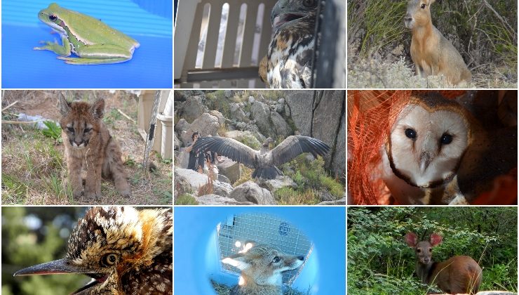 En lo que va del año el Gobierno provincial ya rescató más de 350 animales