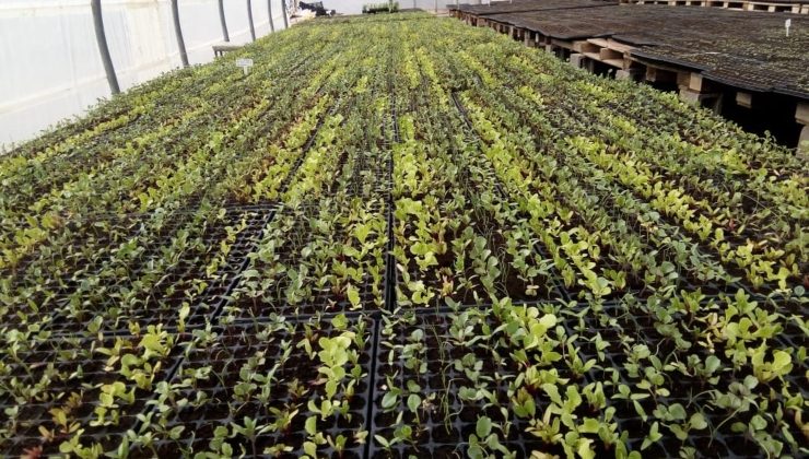 “Una familia, una huerta”: se adelantó para este viernes la entrega de bandejas hortícolas 