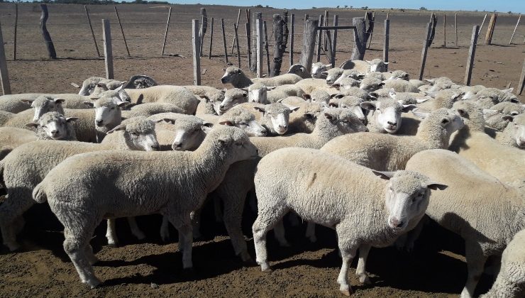 Criadores puntanos visitaron La Rioja para conocer otros métodos de producción