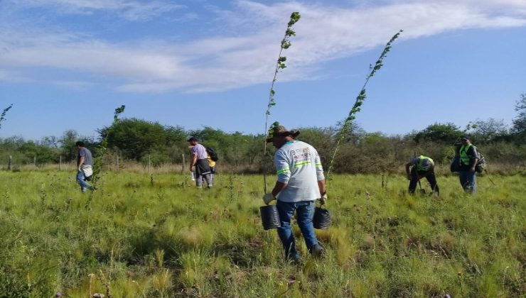 Forestación en la Cuenca del Morro y parajes provinciales: la próxima semana se plantarán más de 1.800 árboles