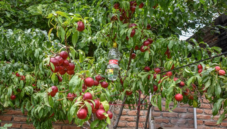 El Programa Mosca de los Frutos certificó normas internacionales de calidad