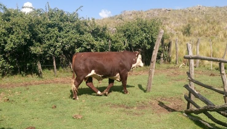 Misión cumplida: el Plan Toros cerró el año con cuatro reposiciones en parajes de Pringles, Chacabuco y Junín