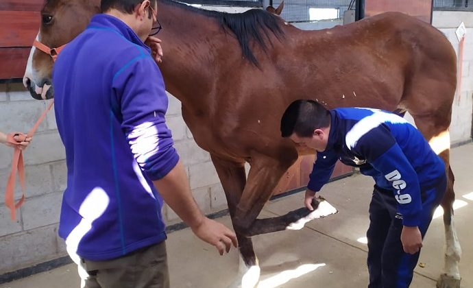 Capacitan al equipo de equinoterapia y al cuerpo de la Policía Montada de “La Pedrera”