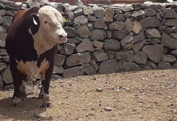 El Gobierno provincial repuso toros a pequeños productores de San Martín, Pringles y Chacabuco