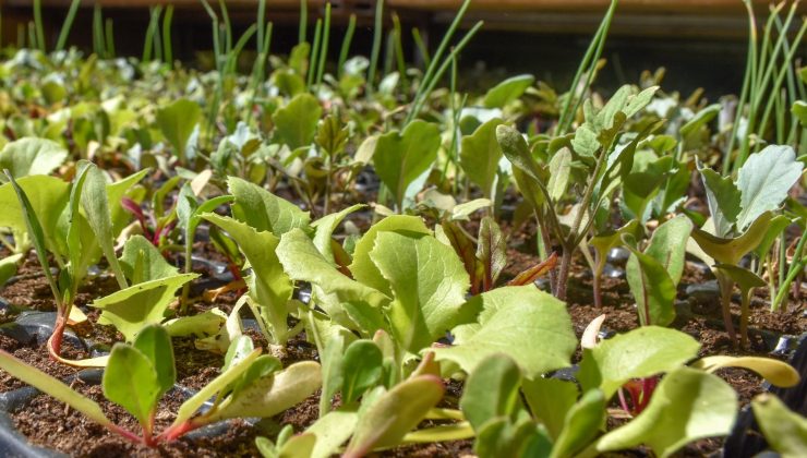 Las bandejas hortícolas llegan este miércoles a La Toma 