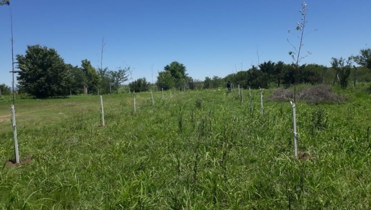 El Plan Forestal provincial llegó a nuevos parajes y continúa trabajando en la remediación de la Cuenca del Morro