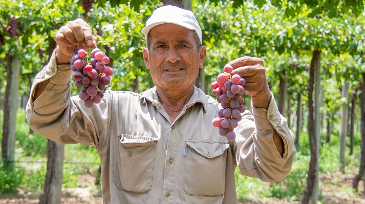 Uvas en “Sol Puntano”: una fruta que tiene mucha demanda