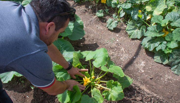 Mediante huertas, el Gobierno provincial promueve la producción agroecológica