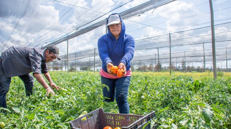 Cosecha de tomates en “Sol Puntano”: 500 kilos por hilera, 70 mil por hectárea