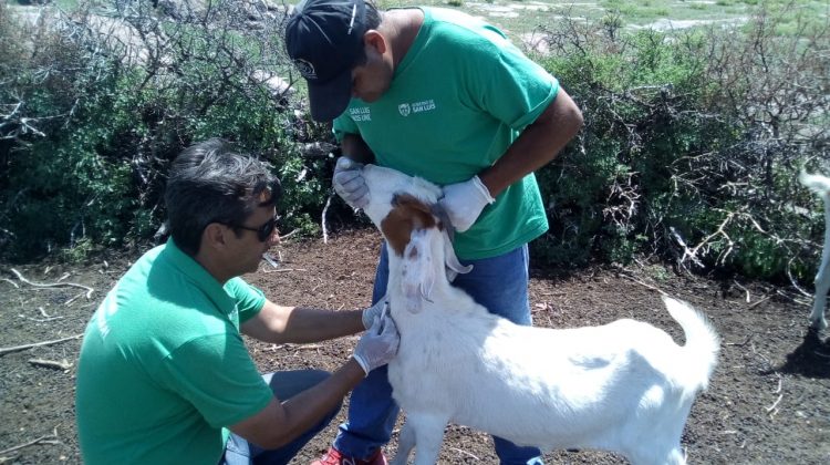 Plan Caprino: iniciaron las tareas sanitarias anuales