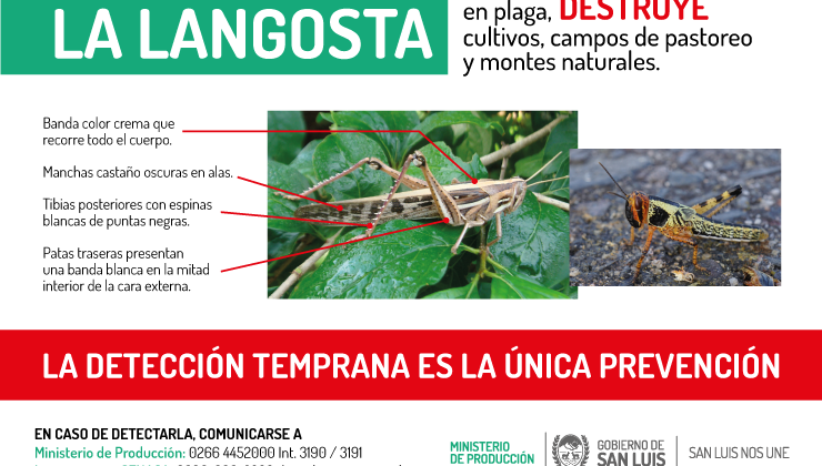 Se dictaron dos charlas informativas sobre la langosta sudamericana