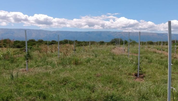 El Plan Forestal llegó a la Planta de El Jote