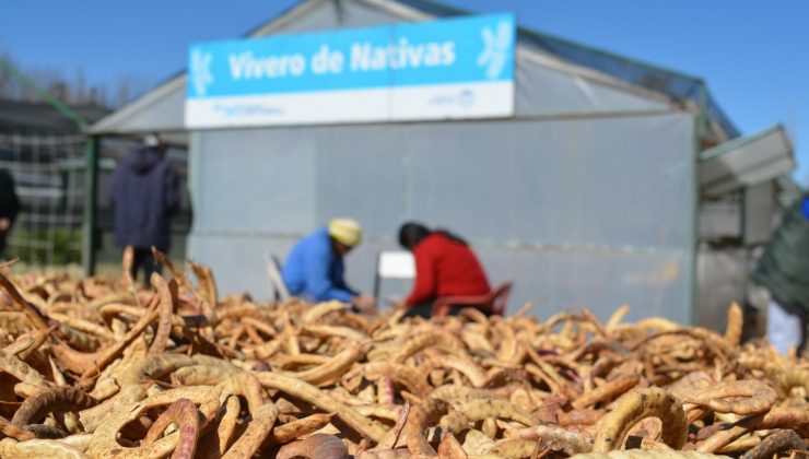 Recolección de semillas nativas: acción clave del plan forestal de San Luis