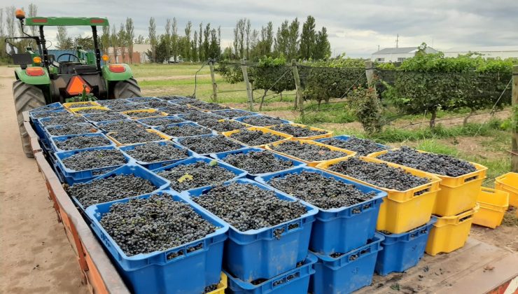 Está en marcha la cosecha de uvas para vinos en Sol Puntano