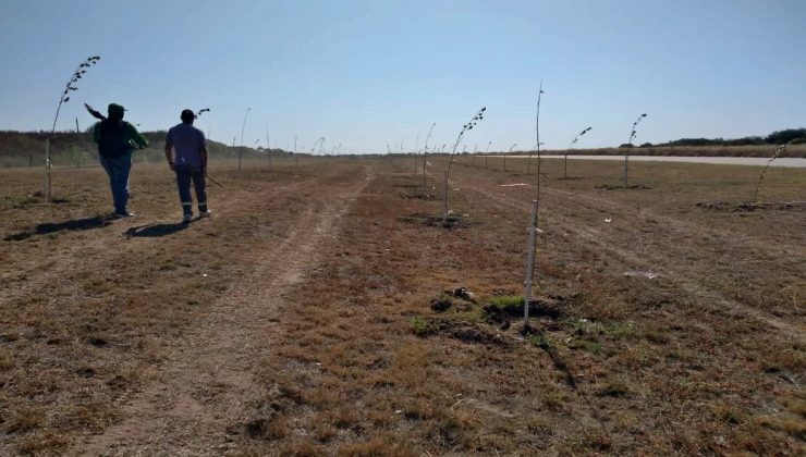 El Gobierno provincial continúa con la forestación en la Cuenca del Morro