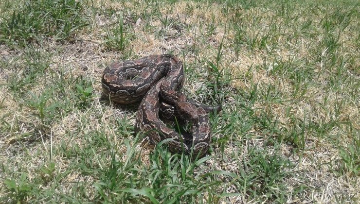 Una boa lampalagua fue rescatada durante un operativo y liberada en la Reserva Natural “Las Higueritas”