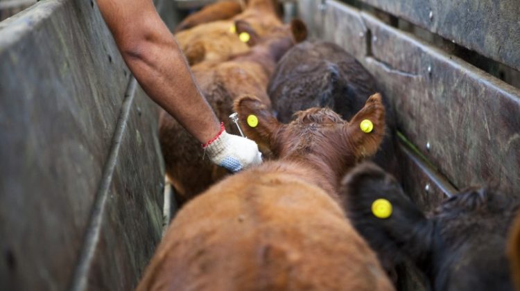 COPROSA postergó la primera campaña de vacunación contra la fiebre aftosa y brucelosis