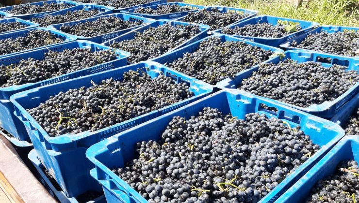 Finalizó la cosecha de uva para vino en Sol Puntano