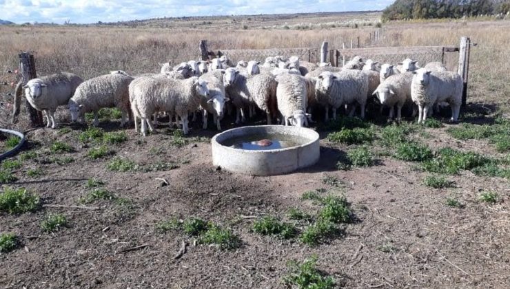 Abrió el plazo para la presentación de proyectos caprinos y ovinos