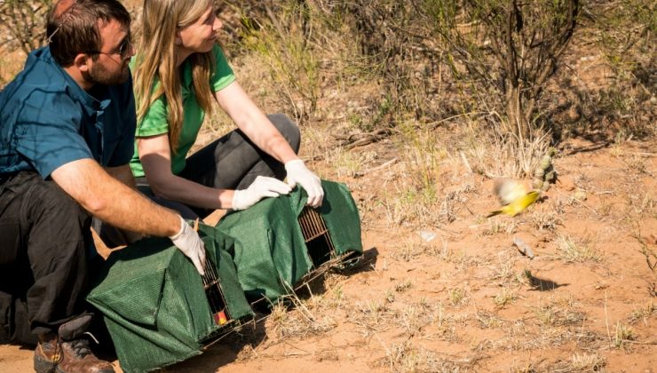 Más de 60 animales volvieron a su hábitat natural