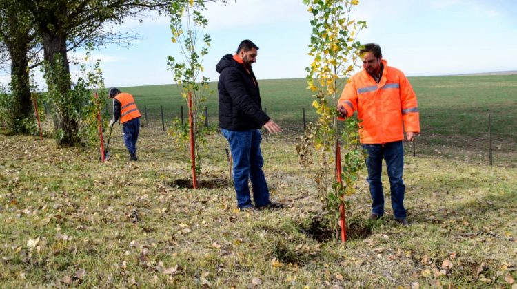 Plan de Parquización: se sumarán 60 mil plantas a las 355 mil ya colocadas