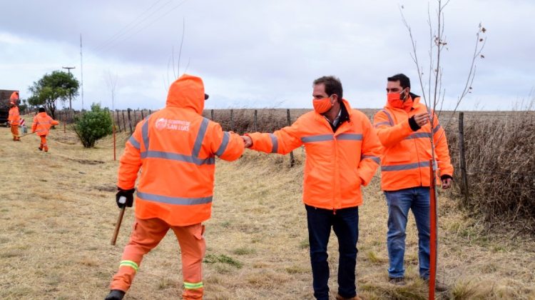 Plan de parquización: colocan más de 1000 álamos por día sobre las autopistas de San Luis