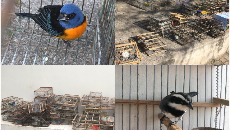 El Gobierno rescató 60 aves que sufrían tráfico ilegal