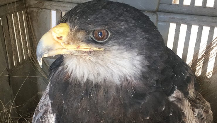 Un águila mora fue rescatada y se recupera en el Centro de Conservación de Vida Silvestre