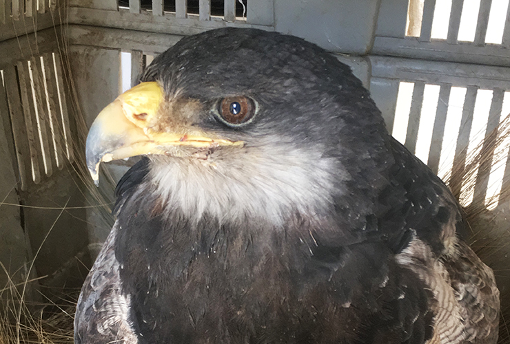 El animal ya se encuentra en la localidad de La Florida para comenzar la rehabilitación que le permitirá volver a volar en libertad. 