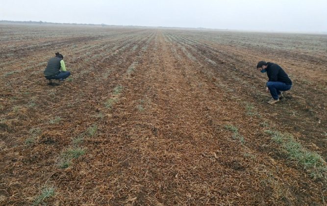 Ya fueron inspeccionados el 90 % de los campos que presentaron planes para cultivar maní