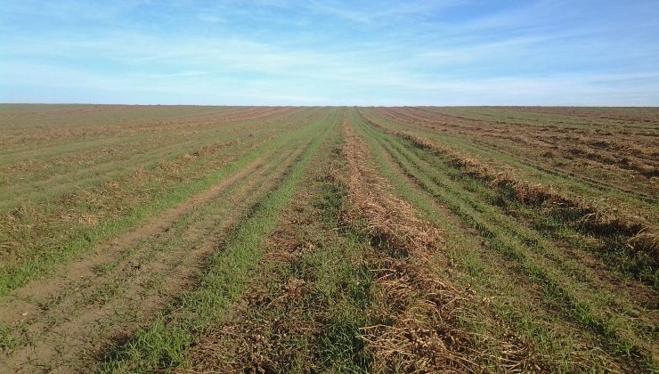 Comenzaron los controles a los campos que cultivaron maní