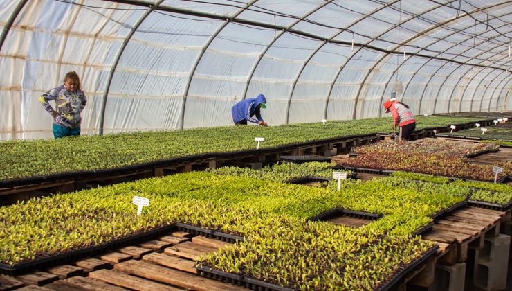 Sol Puntano explica cómo hacer el trasplante de los plantines